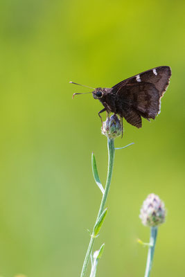 Northern cloudywing