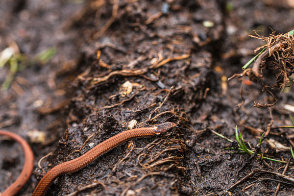 Couleuvre à ventre rouge (Redbelly snake) - Bloomingdale bog - Crédit photo@Ulysse