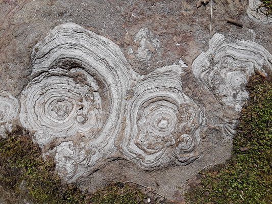 Stromatolithes. Crédit photo @Ulysse