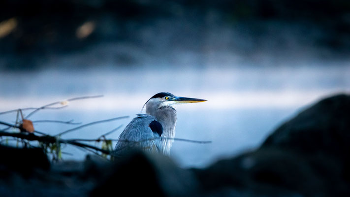 Grand Héron (Great Blue Heron) Crédit photo @Laëtitia