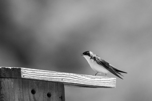 Hirondelle bicolore (Tree Swallow) Five rivers. Crédit photo @Laëtitia