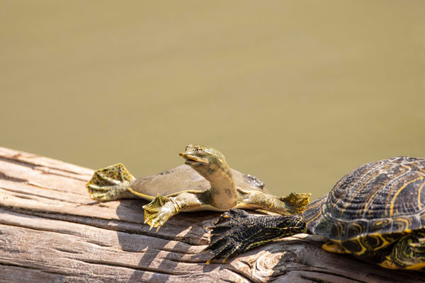 tortue à la carapace molle 