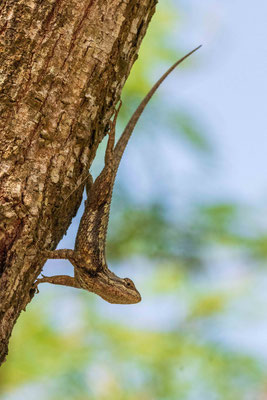 Lézard épineux - Sabal Palm Sanctuary.