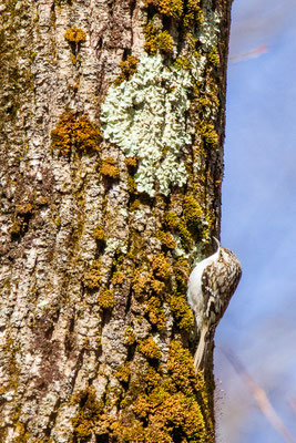 Grimpereau Brun (Brown creeper) à Grafton Forest Crédit photo@Laëtitia