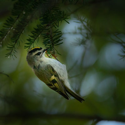 Roitelet à couronne dorée (Golden-Crowned kinglet) Crédit photo @Laëtitia