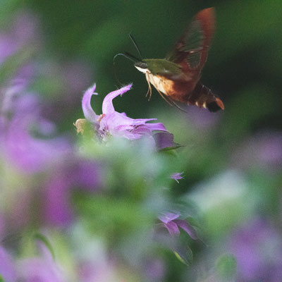 Sphinx Colibri Crédit Photo @Laëtitia