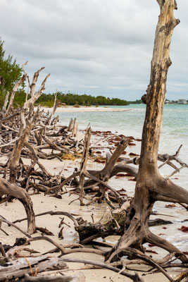 Paysage confus de mangrove. Crédit Photo @Ulysse
