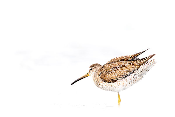 et une des mes photos préférées du voyage d'un bécassin roux (Short-billed Dowitcher)