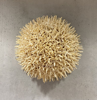 Gallus domesticus (Post-Animal Structure), 2024