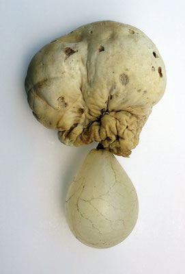 hybrid species, Riesenbovist, Schweineblase