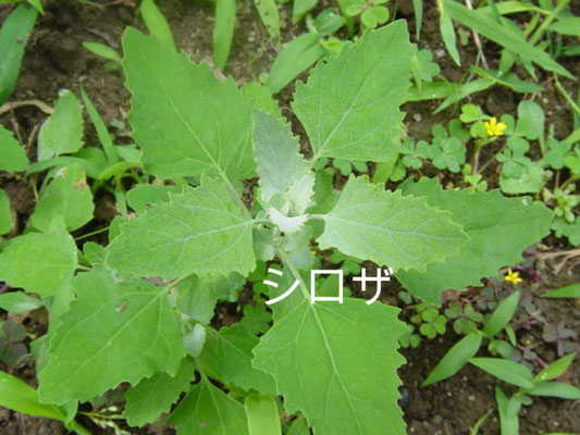 アカザ アメリカセンダン ワルナスビ イヌホウズキ アルカス植物図鑑 アカザ アメリカセンダン ワルナスビ イヌホウズキ アルカス植物図鑑