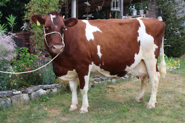 Rustler TORINA