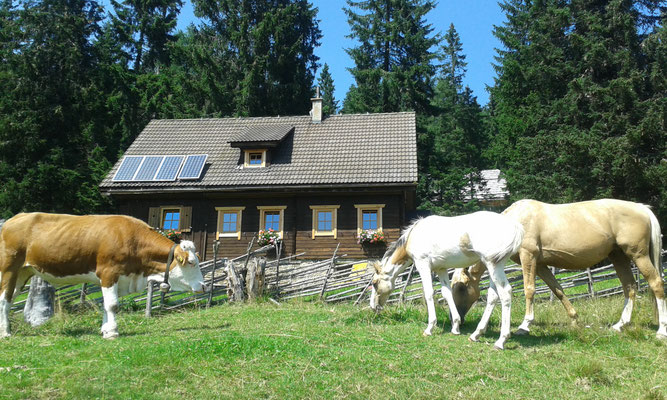 Kuh und Pferd sagen Guten Tag