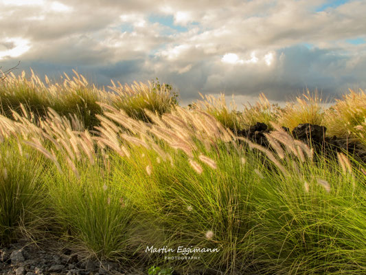 USA - Hawaii - Big Island