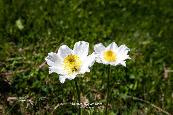 Switzerland- Haslital
