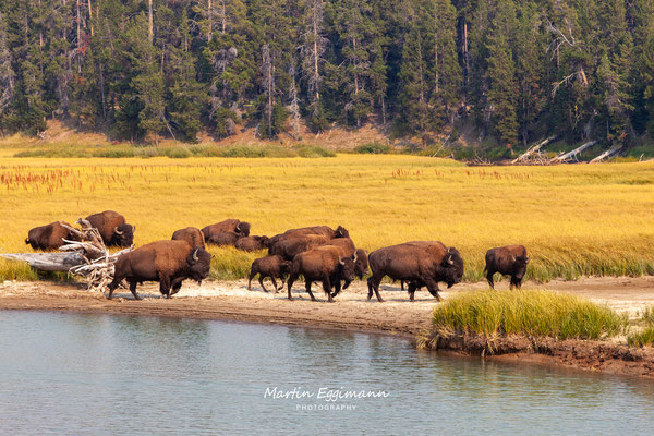 USA - Wyoming - Yellowstone NP