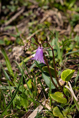 Switzerland - Schächental