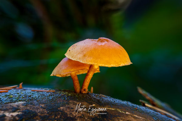 Switzerland - Aargau