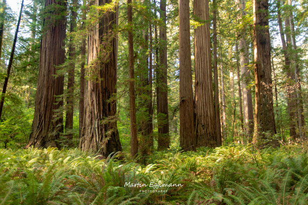 USA - California - Jedediah Smith Redwoods SP