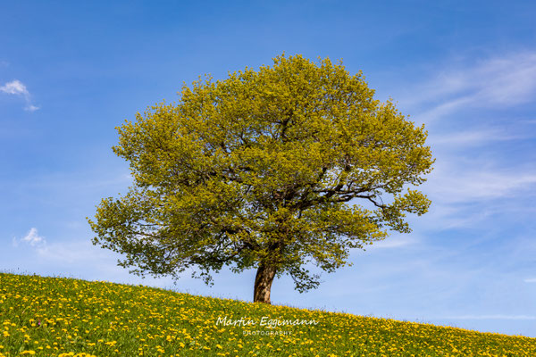 Switzerland - Schächental