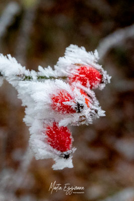 Switzerland - Aargau