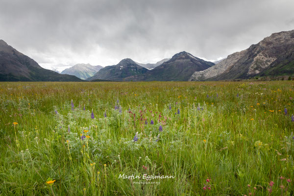 Canada - Alberta - Waterton Park