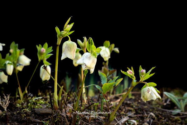 Switzerland - Aargau