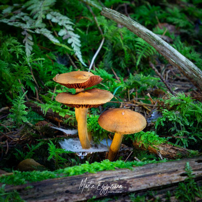 Switzerland - Aargau