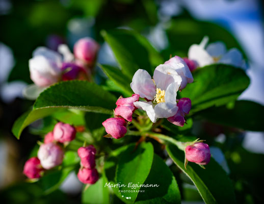 Switzerland - Aargau