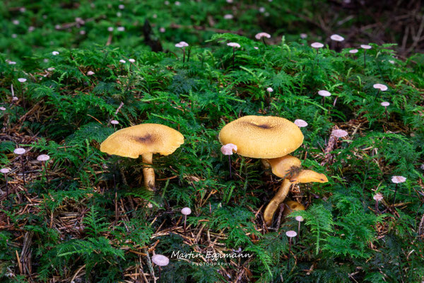 Switzerland - Aargau