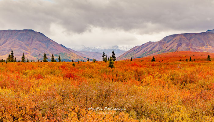 USA - Alaska - Denali NP