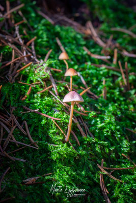 Switzerland - Baselland