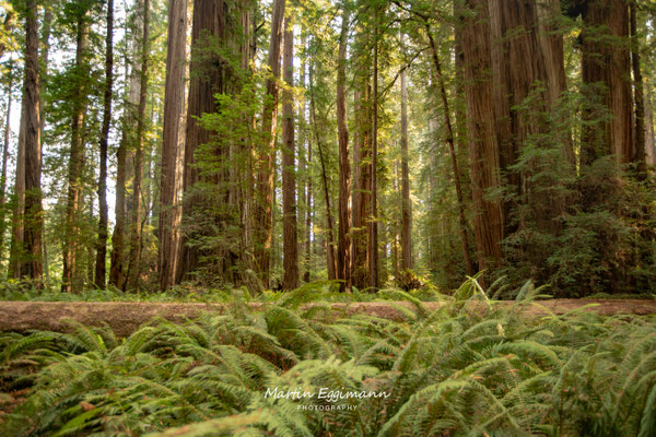 USA - California - Jedediah Smith Redwoods SP