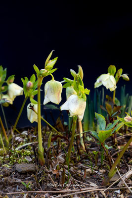 Switzerland - Aargau