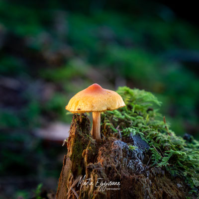 Switzerland - Aargau