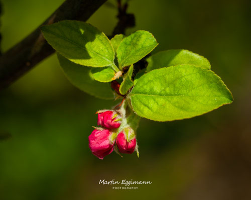 Switzerland - Aargau