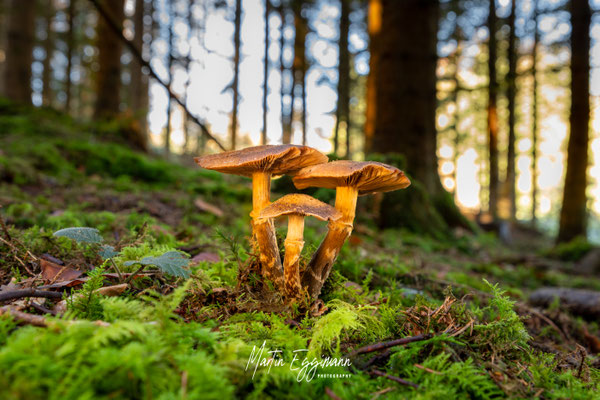 Switzerland - Aargau