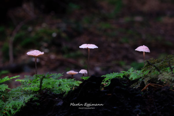 Switzerland - Aargau