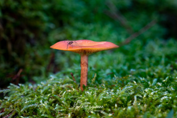 Switzerland - Aargau