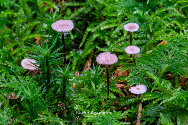 Switzerland - Aargau