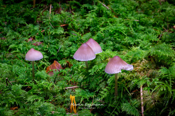 Switzerland - Aargau
