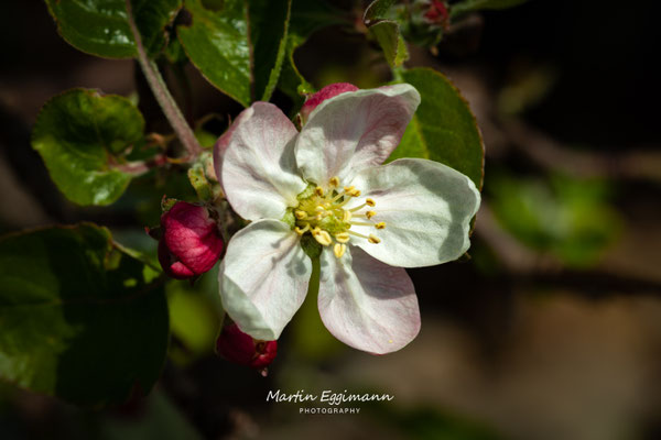 Switzerland - Aargau