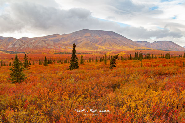 USA - Alaska - Denali NP