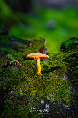 Switzerland - Aargau