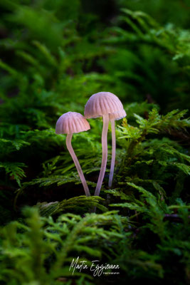 Switzerland - Aargau