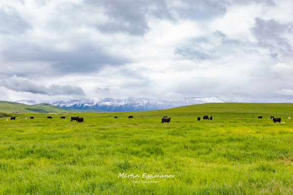 Canada - Alberta - Foothills