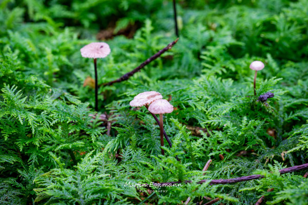 Switzerland - Aargau