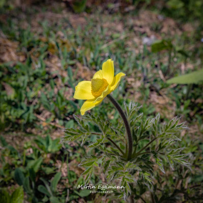 Switzerland- Haslital