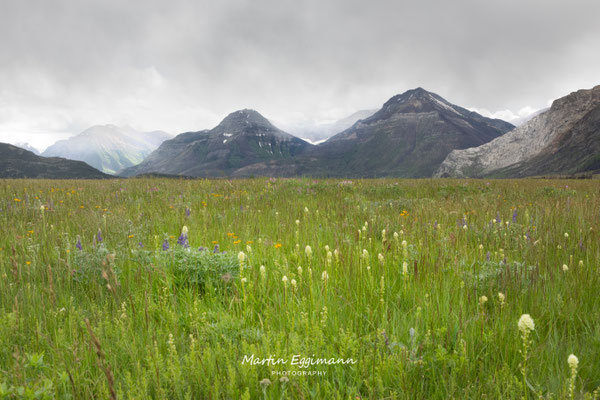 Canada - Alberta - Waterton Park