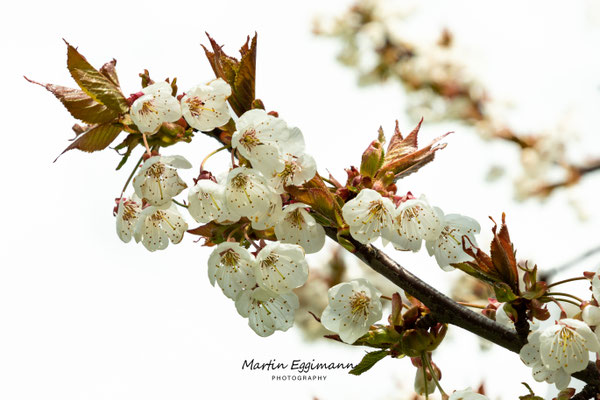 Switzerland - Baselland